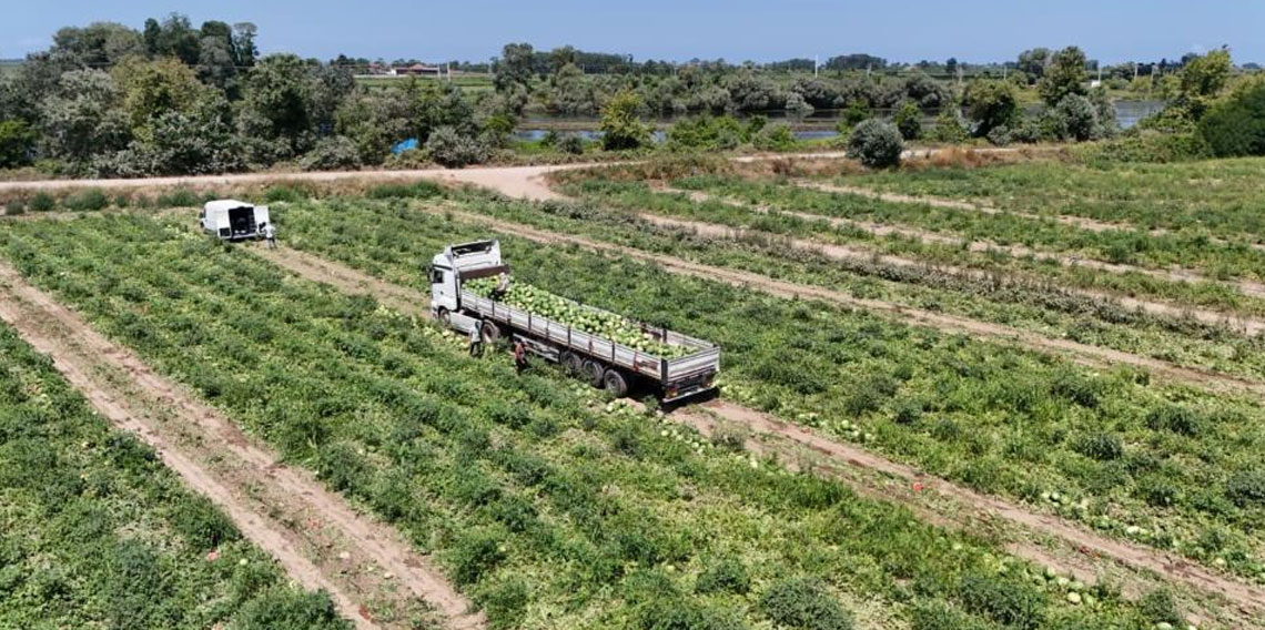 Bafra Ovası’nda kavun ve karpuz hasadı hız kazandı