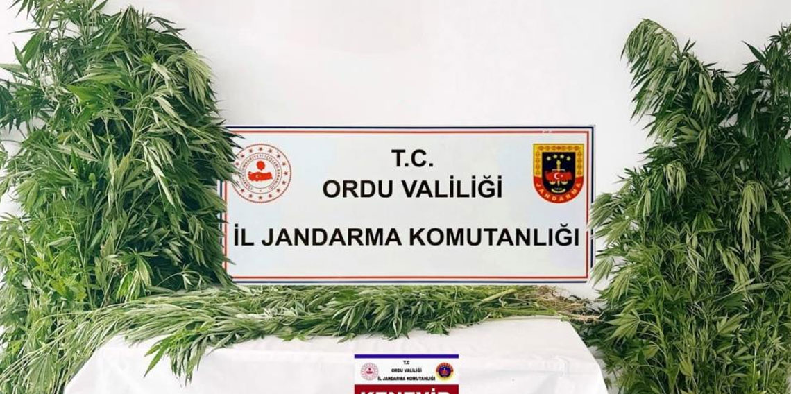 Ordu’da yasa dışı kenevir üretimine 3 tutuklama
