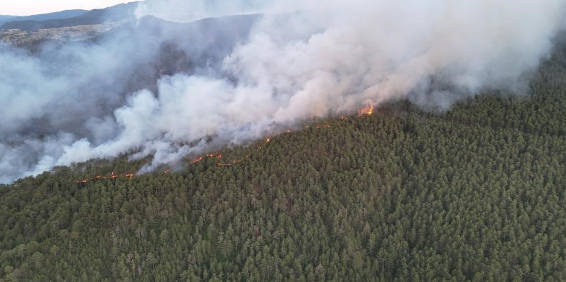 Yangınlar yaban hayatını da olumsuz etkiliyor