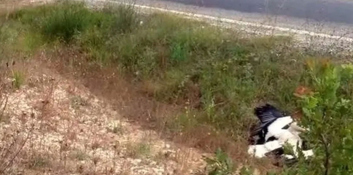 Büyükçekmece’de leyleklerin çarptığı trafoda yangın