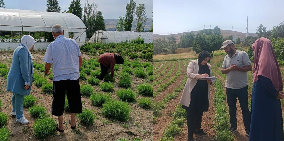 ‘Bayburt Tarhunu’ coğrafi işaret tescilinin ardından ilk kez denetlendi