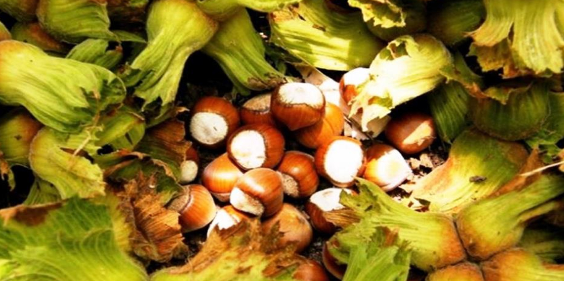 Samsun'da fındık hasadı başladı