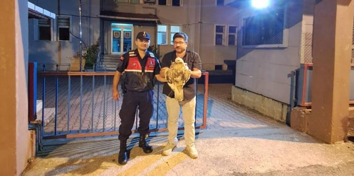 Artvin’de yaralı şahin jandarma ekiplerince kurtarıldı