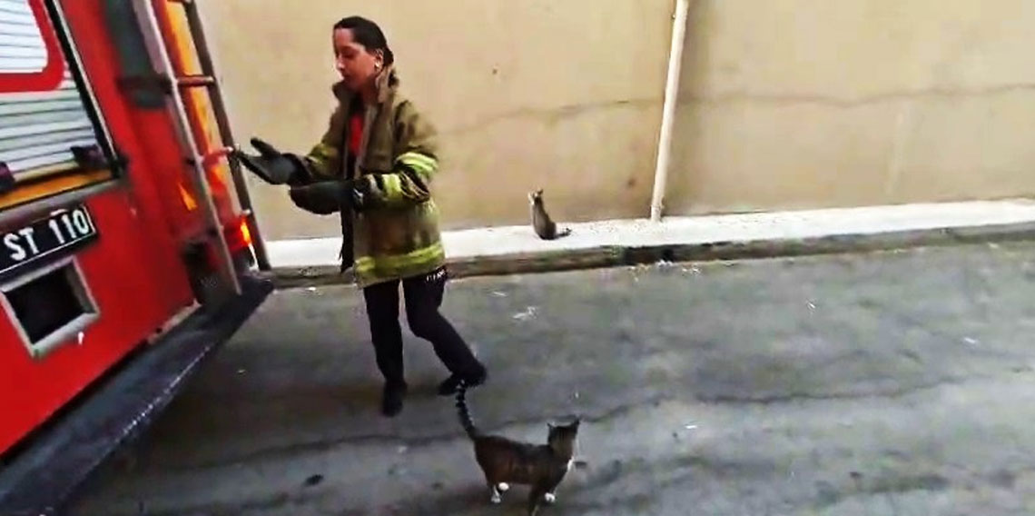 Boş daire balkonunda mahsur kalan kedi kurtarıldı