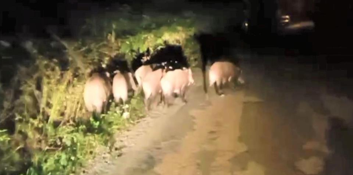 Ordu’da aç kalan domuz sürüsü mahalleye indi