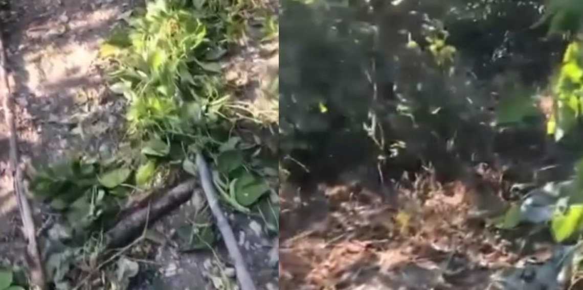 Sinop'ta ayı tedirginliği
