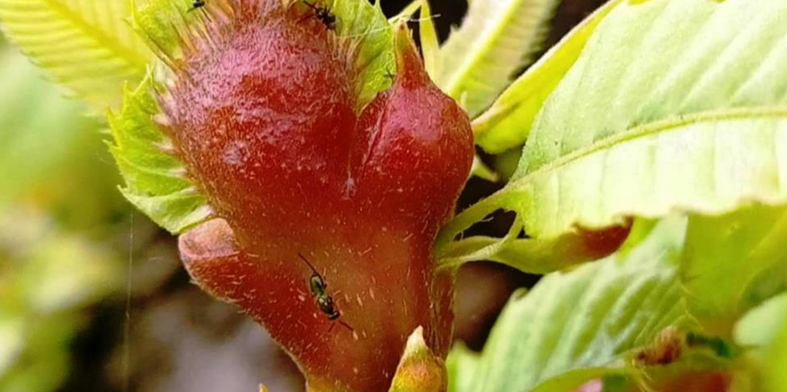 Orman katili gal arısına karşı 2 bin 500 faydalı böcek doğaya salındı