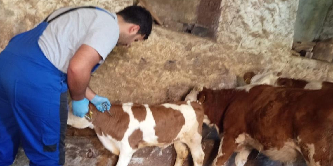 Aydıntepe'de de sonbahar dönemi şap aşılama kampanyası başladı