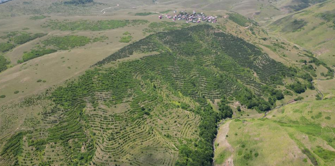 Yayla sakinleri imece usulü çalışarak bozkırı ormana dönüştürdü