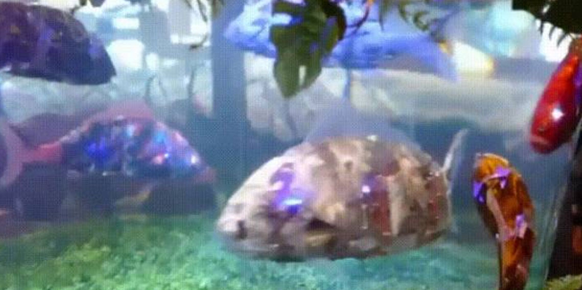 Japonya’dan okyanusları kurtaran robot balık devrimi