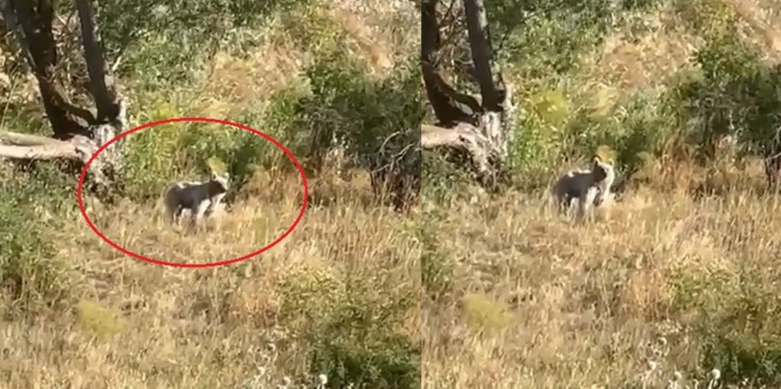Bayburt'ta ağaçlık alanda karşılaşılan bozayı baba ve kızı heyecanlandırdı