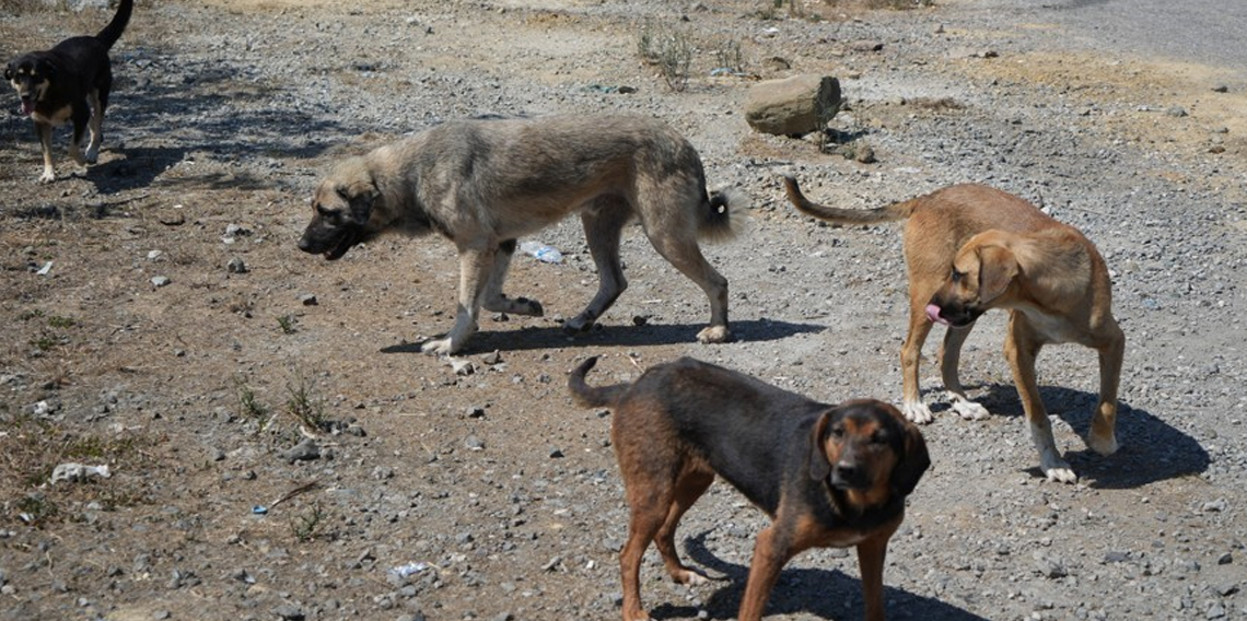 Kırsalda başıboş köpekler korku salıyor