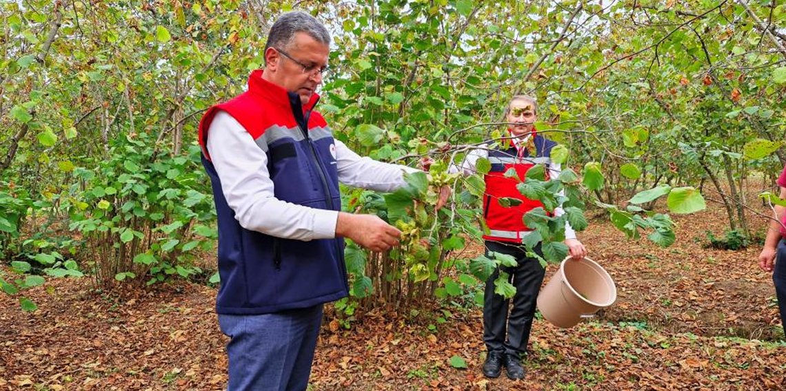 Samsun'da zirai don, fındık rekoltesini düşürdü