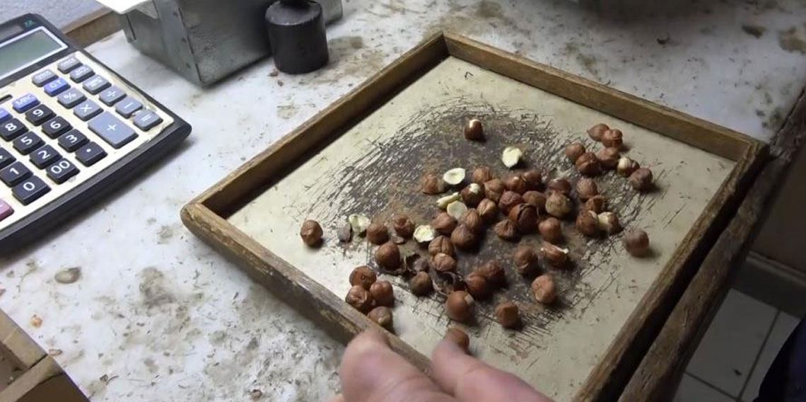 Giresunlu fındıkçıdan randımana göre fındık fiyatını hesaplayan yazılım