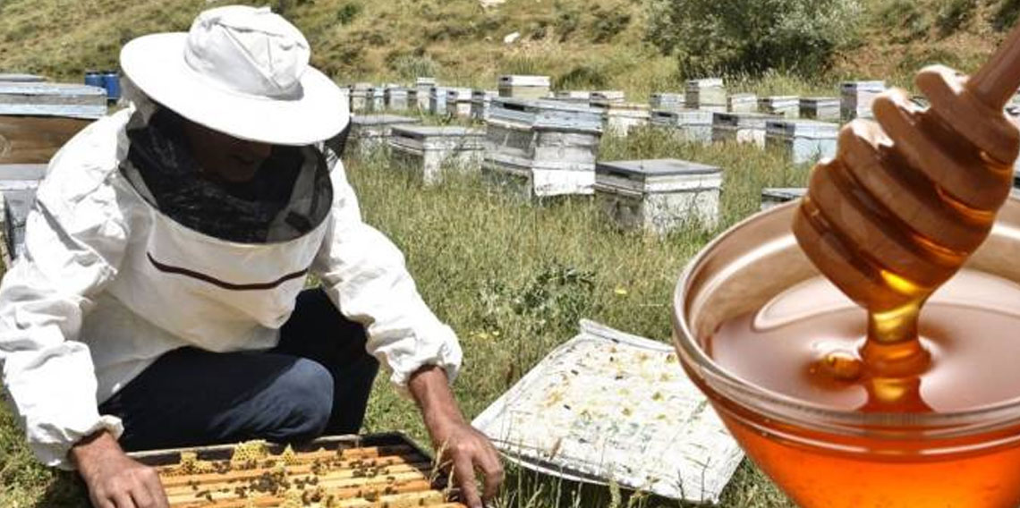 Arıcılıkta büyük kriz! Her geçen gün kan kaybediyor