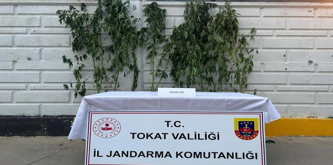 Tokat'ta kenevir operasyonunda 1 kişi yakalandı