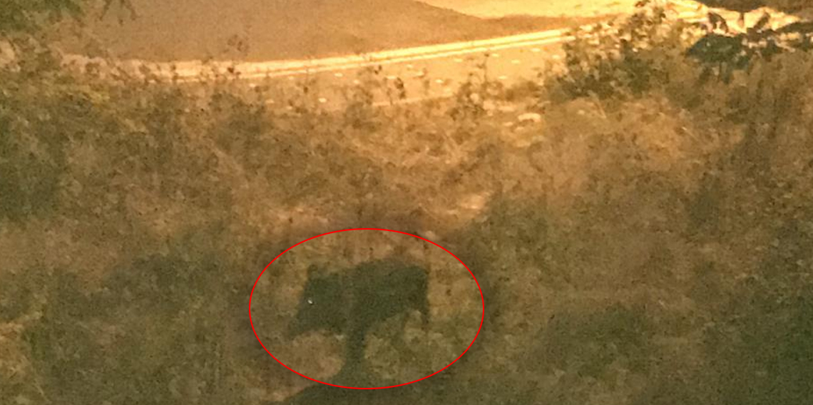 Ordu'da bir çocuk, domuz saldırısından son anda kurtuldu