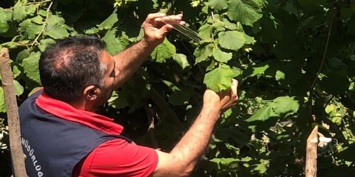 Çarşamba'da kahverengi kokarca mücadelesi sürüyor