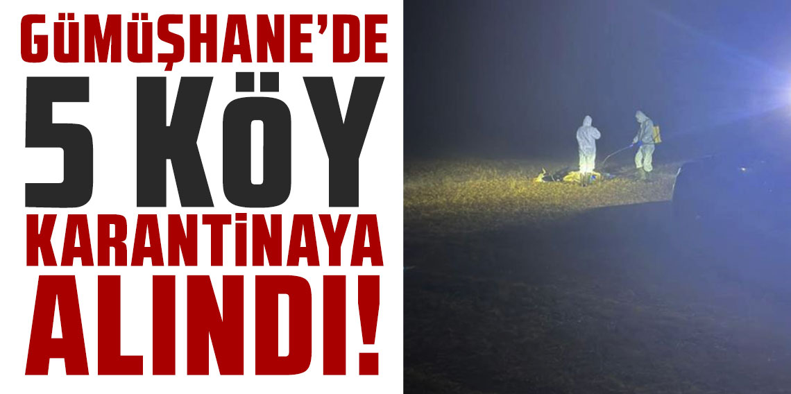 Gümüşhane'de şap hastalığı nedeniyle 5 köy karantinaya alındı