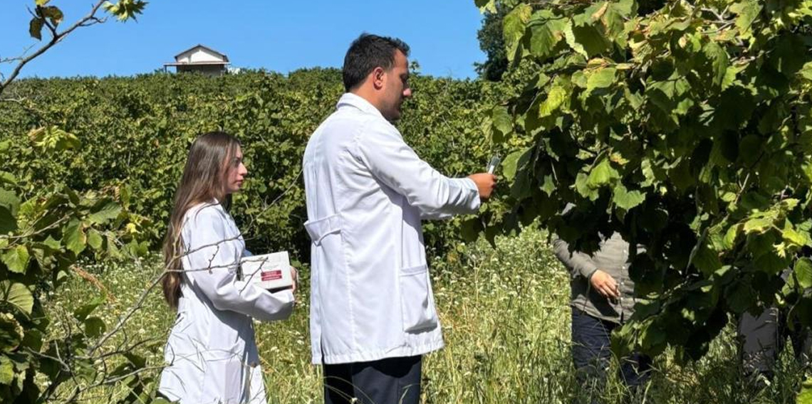 Samsun’da 1 milyonun üzerinde samuray arısı doğaya salındı