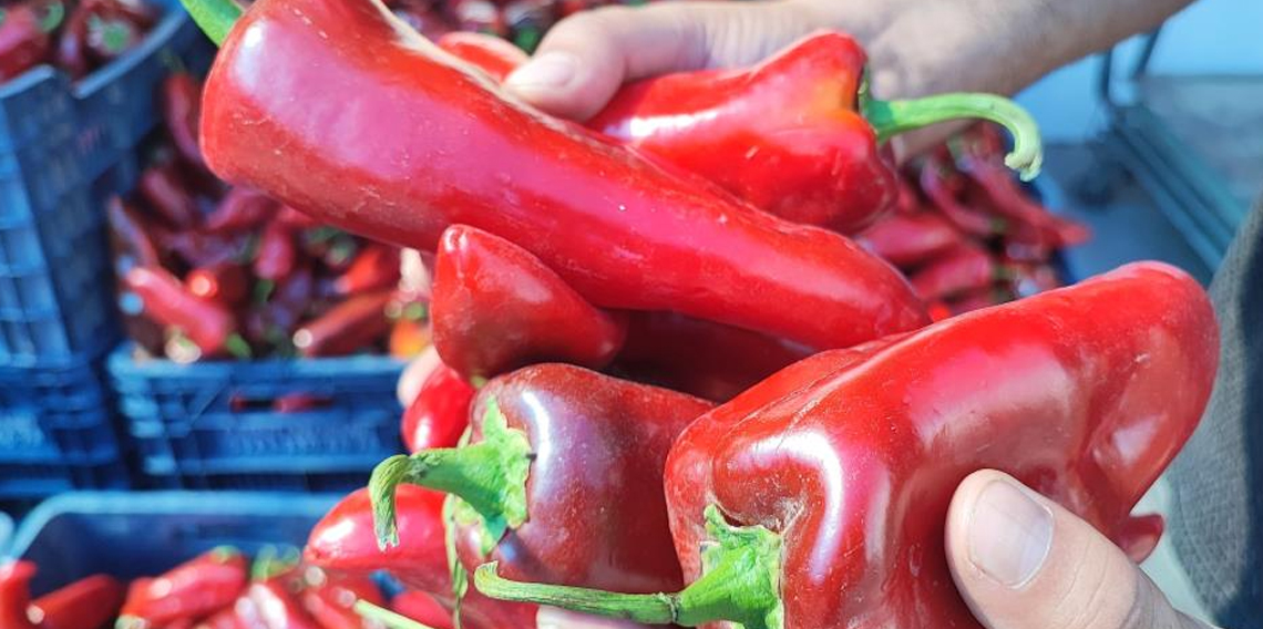 Pazarlarda salçalık biber hareketliliği
