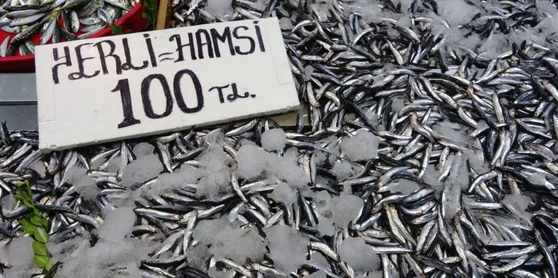 Karadeniz'de hamsi bereketi sürüyor