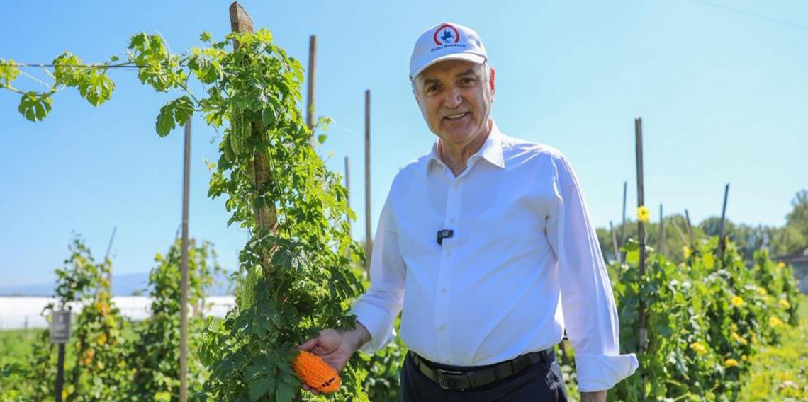 Ata tohumları meyve vermeye başladı