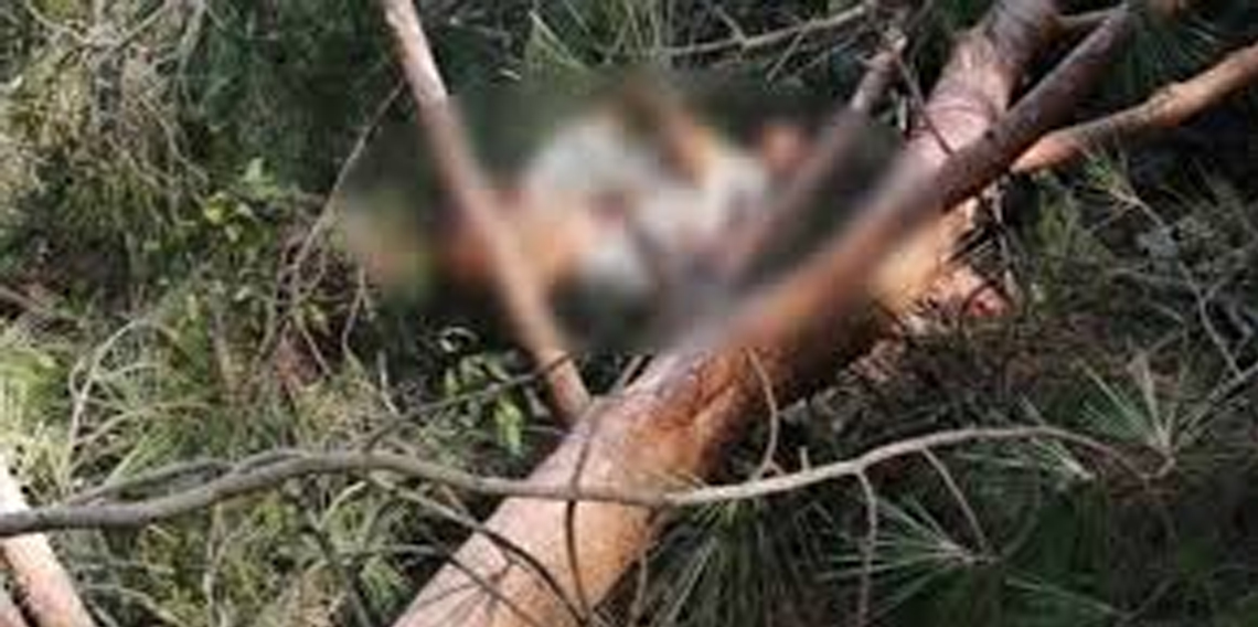 Rize’de ağaç keserken üzerine ağaç devrilen kişi hayatını kaybetti