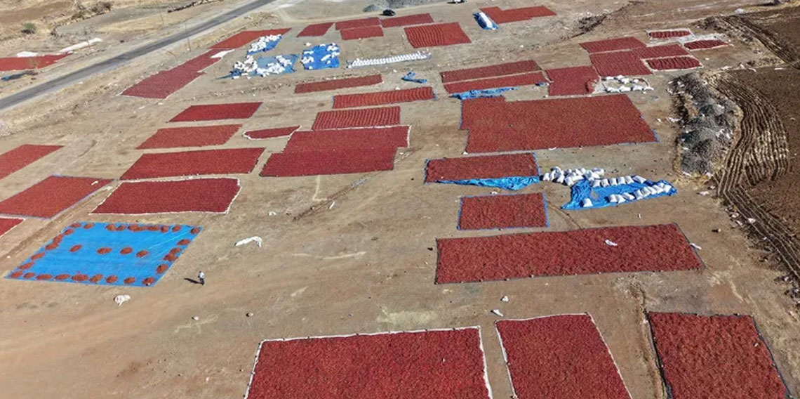 Kilis'te pul biber mesaisi: Sınırın sıfır noktasında hasat sürüyor