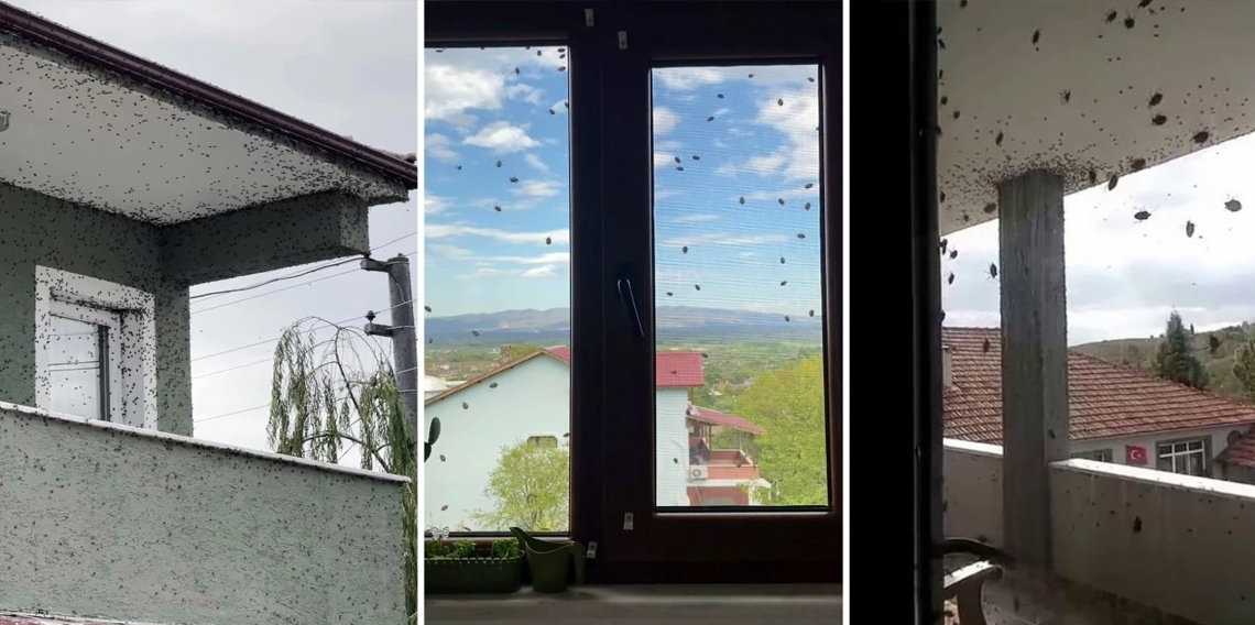 Kahverengi kokarcaların sardığı bina adeta renk değişti
