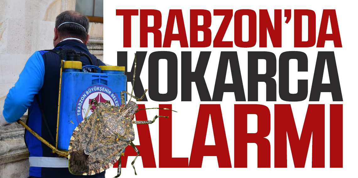 Trabzon’da kahverengi kokarca alarmı