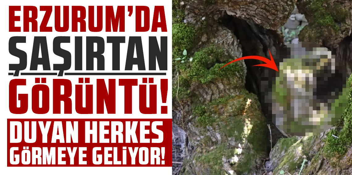 Erzurum'da şaşırtan görüntü: Duyan herkes görmeye geliyor