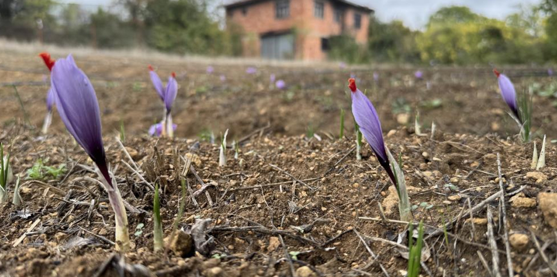 Soğuk hava dünyanın en pahalı baharatında erken çiçek açtırdı