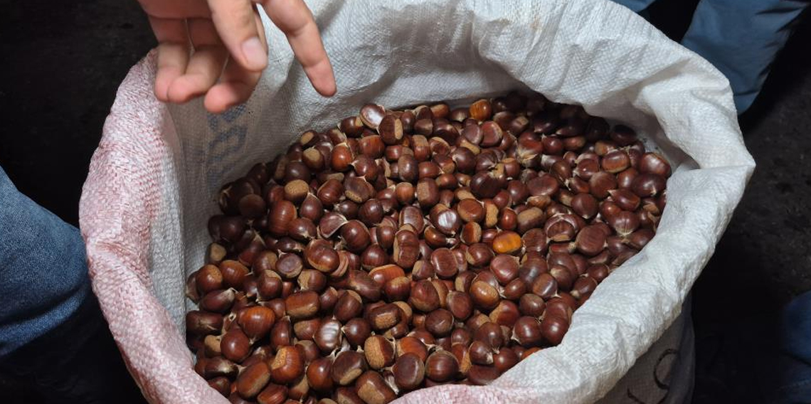 Kestane rekoltesi kuraklık sebebiyle düştü