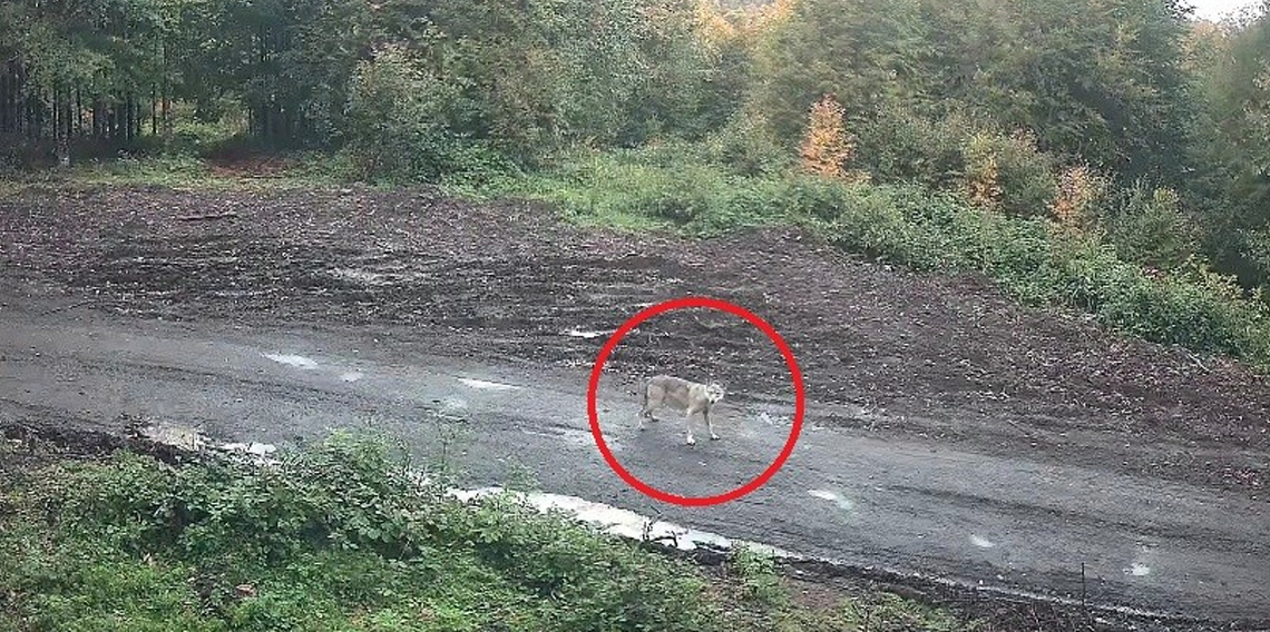 Kurt sürüsü fotokapana takıldı
