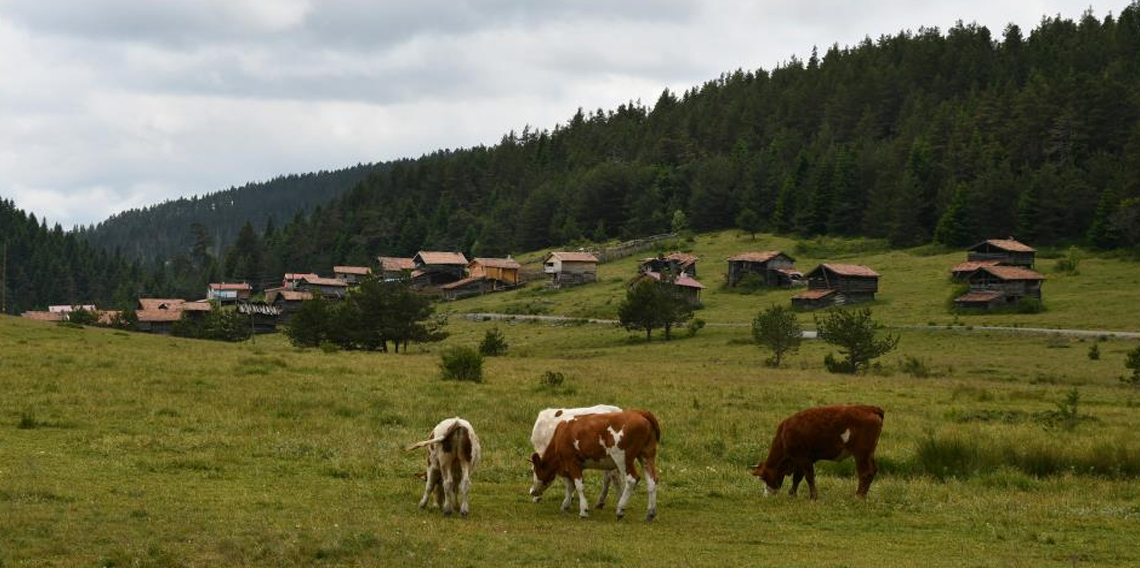 Kastamonu yaylaları hayvancıların en büyük geçim kaynağı