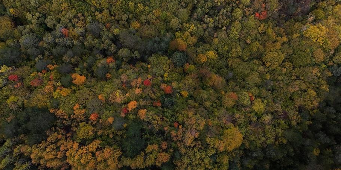 Bolu geçişinde ağaçlar sarı, turuncu ve kızıl tonlara büründü