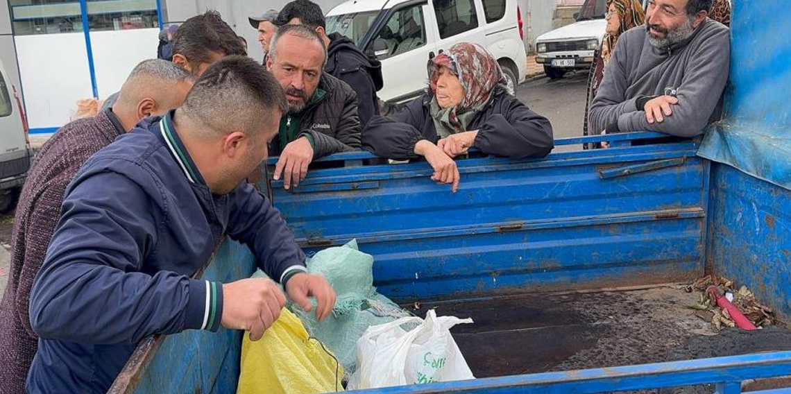 Alaplı'da kuraklık ve gal arısı istilası ünlü kuzu kestanesini de vurdu