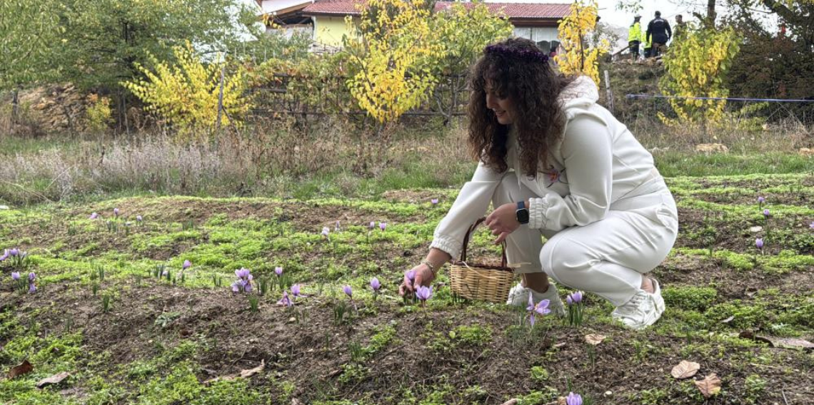 'Dünyanın en pahalı baharatı' safranın kilogramı 600 bin liradan satılacak