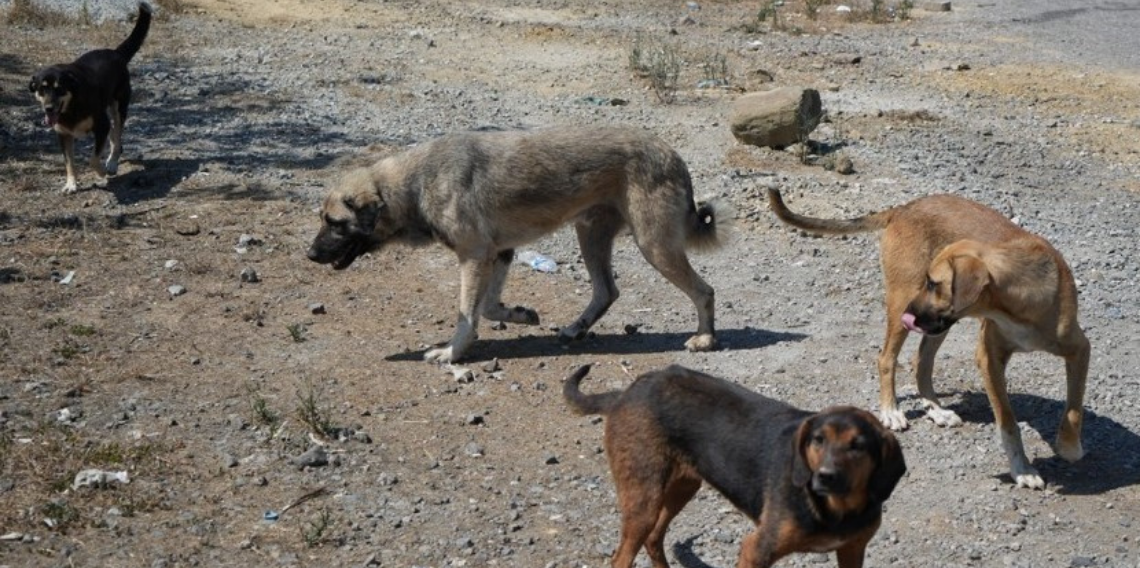 Başıboş köpekler yaban hayatı ve trafik güvenliğini tehdit ediyor