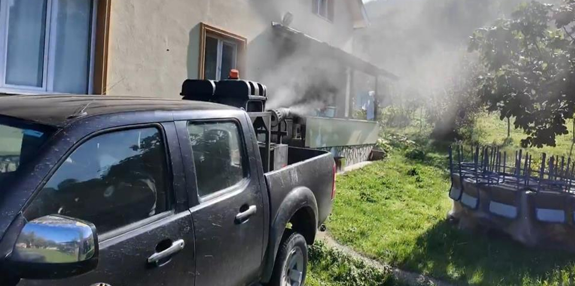Kahverengi kokarca ile mücadele sürüyor