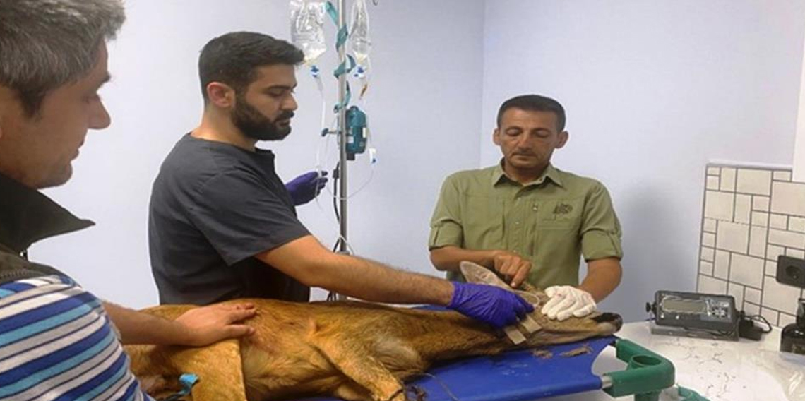 Samsun'da bin 200 hayvan tedavilerinin ardından doğaya salındı