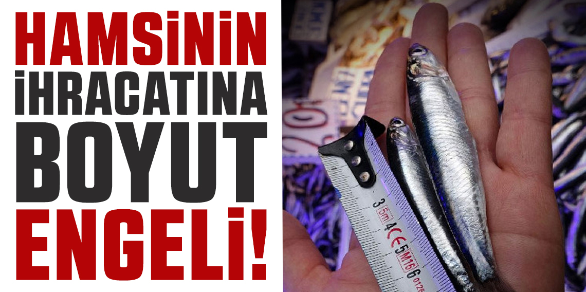 Hamsinin ihracatına boy engeli