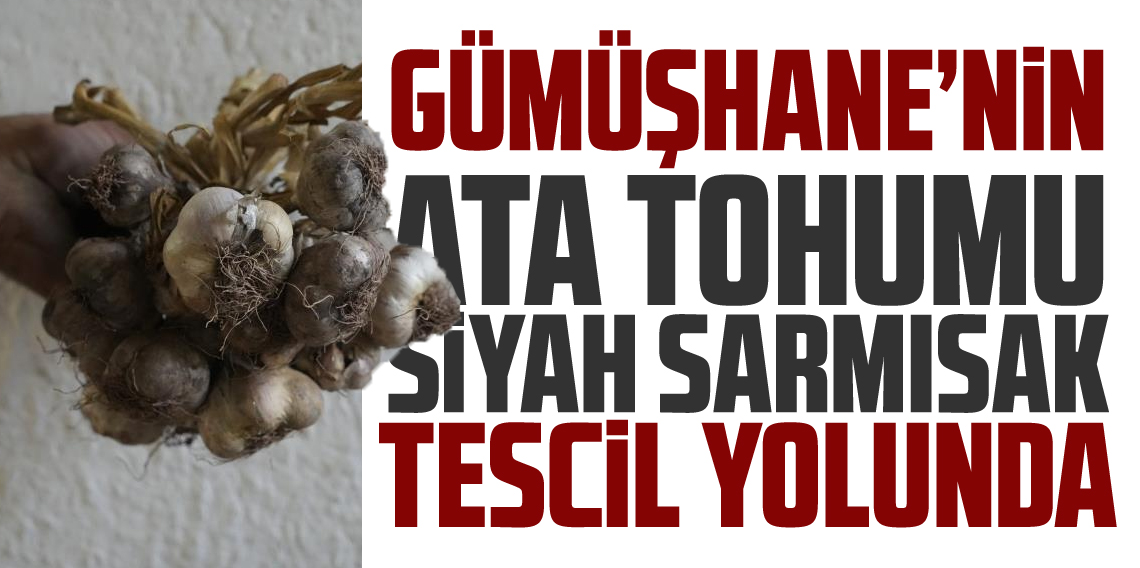 Gümüşhane’de ata tohumu 