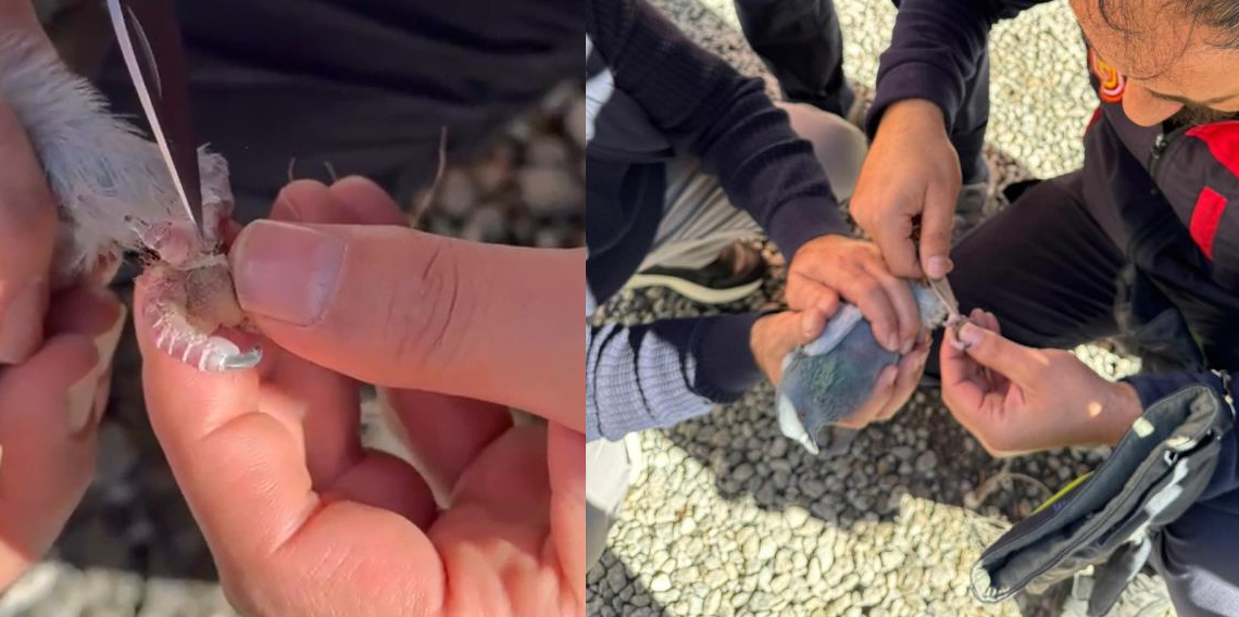 Gümüşhane'de itfaiye ekipleri ayakları ipe dolanan güvercin için seferber oldu