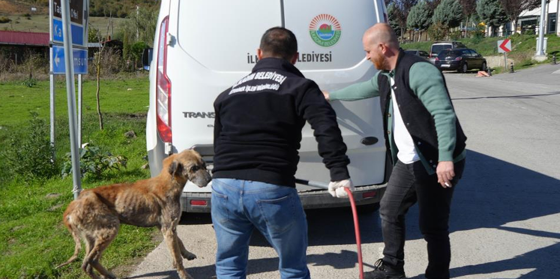 Başıboş sokak köpekleri toplanarak barınağa götürüldü