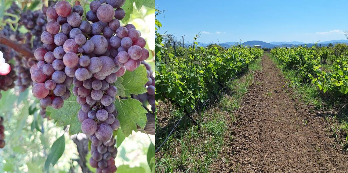 Üzümlerin zirai dona dayanıklılık düzeyleri artık belirlenebilecek