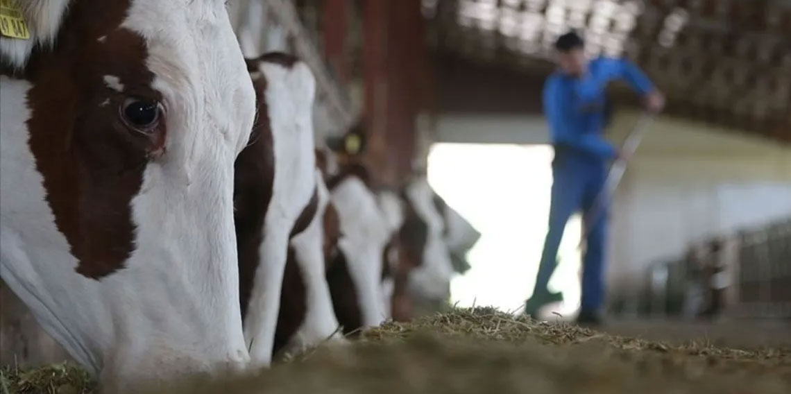 2026'da hayvancılık sektörüne rekor destek: 36,6 milyar lira