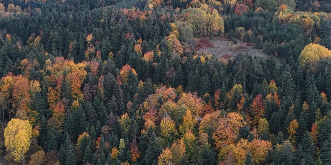 Sinop’ta sonbaharda renk cümbüşü yaşanıyor