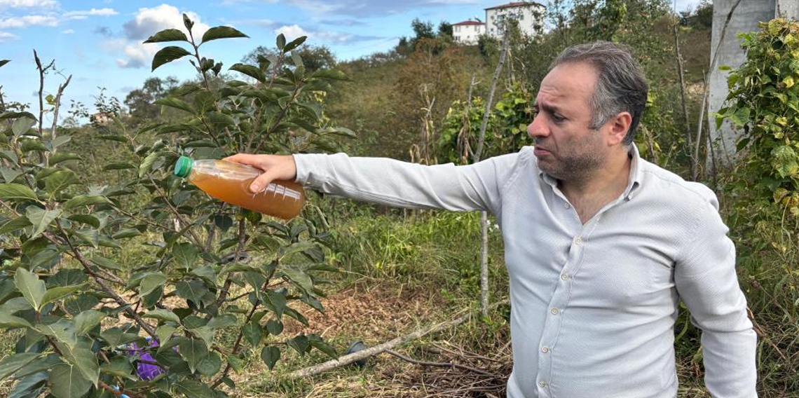 Kadife çiçeği ve soğanla kahverengi kokarcaya doğal çözüm